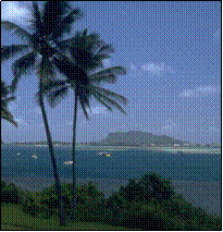Oceanview w/ palm tree